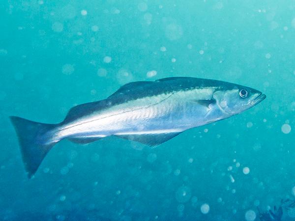 Thumbnail photo for Why plastic in the seafood chain has scientists worried