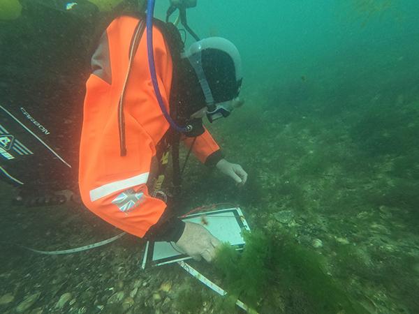 Thumbnail photo for Invasive Species Week: Project Portunus update