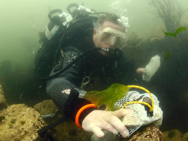 Have your say in proposals to cut red tape for divers retrieving marine litter 