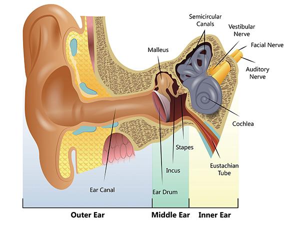 Thumbnail photo for Ear problems 