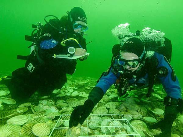 Glenmorangie distillery returns 20,000 oysters to the sea near its home 