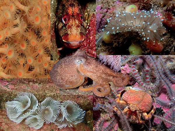 Thumbnail photo for Mapping the marine life of Northern Ireland