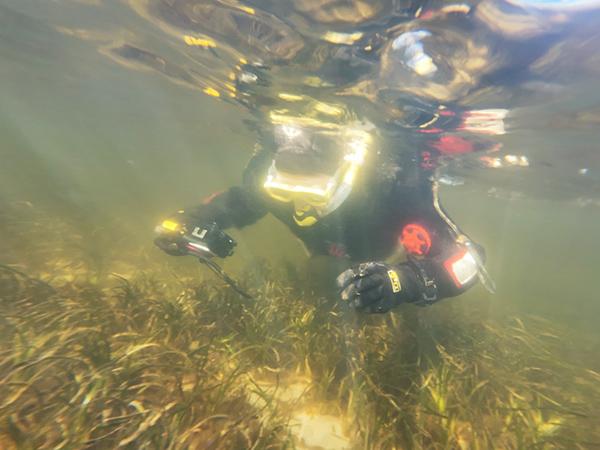 Thumbnail photo for Nature heals: visiting a restored seagrass meadow