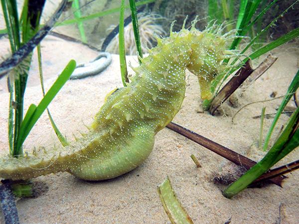 Thumbnail photo for Snorkelling through seagrass in search of seahorses