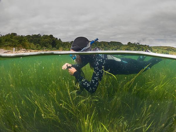 Thumbnail photo for Help mark 10 years of SeagrassSpotter - record your sightings!