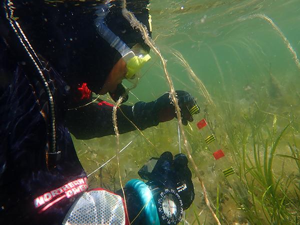 Thumbnail photo for The Great Seagrass Survey 2023