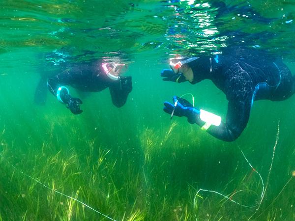 Thumbnail photo for Great Seagrass Survey reveals 185 hectares of newly discovered seagrass beds