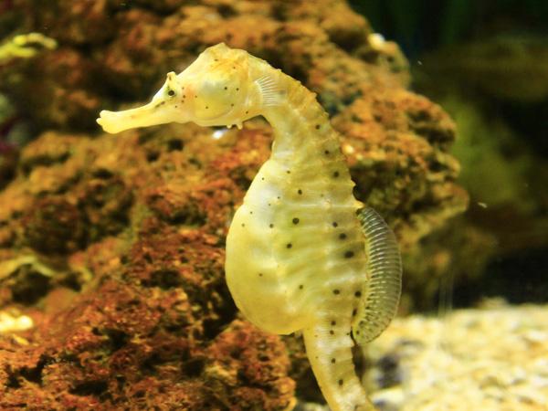 Thumbnail photo for New course for BSAC members exploring seahorse conservation 