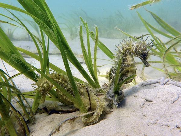 Thumbnail photo for Seahorse Trust launches online ecology course with 10 free places
