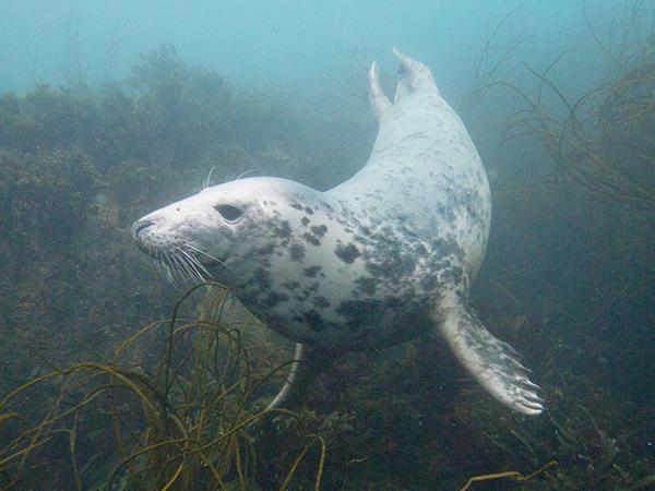 Thumbnail photo for The joy of snorkelling with seals