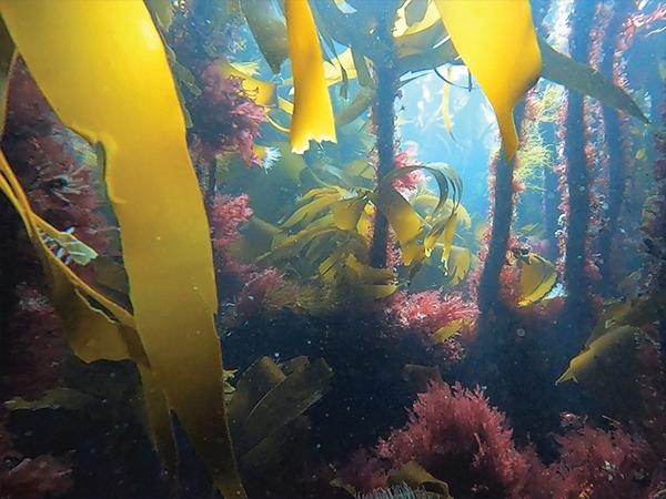Thumbnail photo for Making waves with seaweed packaging