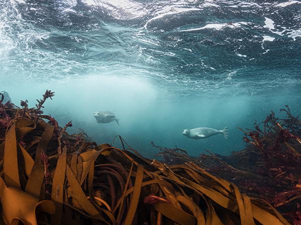 Thumbnail photo for Big Seaweed Search Week: the seaside seaweeds to look out for this summer