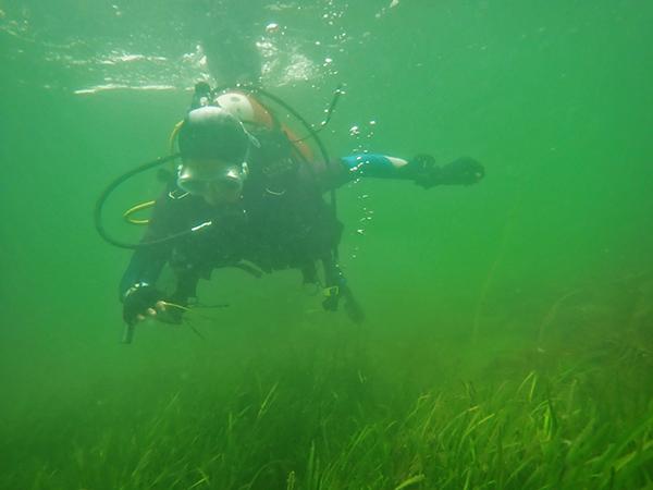 Thumbnail photo for Members make seagrass seed harvesting a success