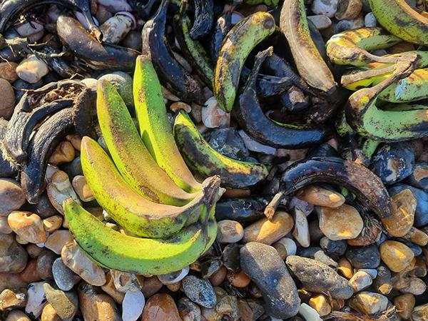 Thumbnail photo for Marine Champions go bananas! Selsey community responds to shipping container disaster