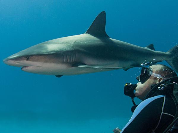 Thumbnail photo for Shark Trust announces the Great Shark Snapshot