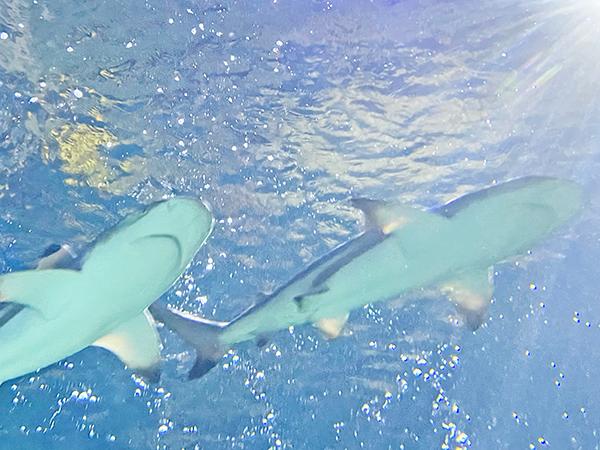 Thumbnail photo for For the Love of Sharks returns to London: exclusive discount for BSAC members
