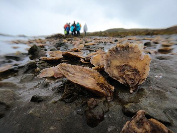 Shell on the beach