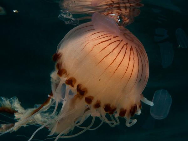 Thumbnail photo for How to snorkel safely with jellyfish