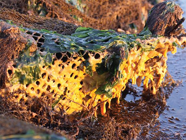 Thumbnail photo for Invasive species threaten our coastal habitats