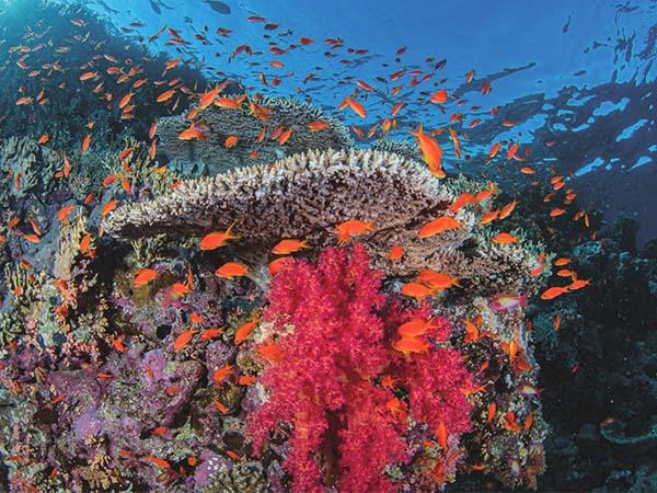 Lively coral reef in the Red Sea