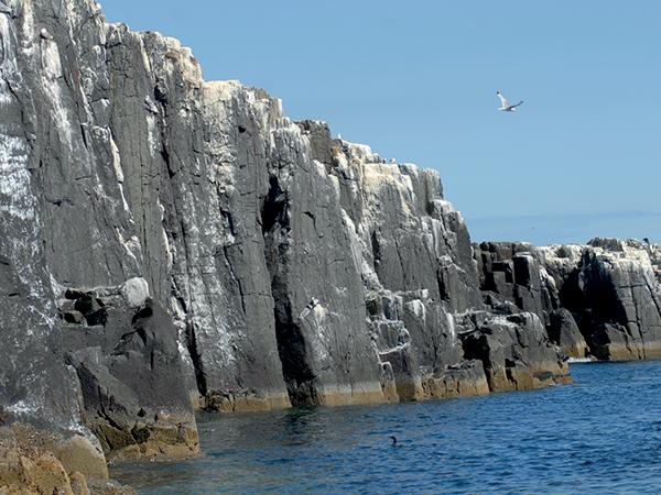 Thumbnail photo for Tour of great British diving: Farne Islands to Chesil Beach