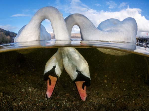 Thumbnail photo for Tussling tompots, swooning swans