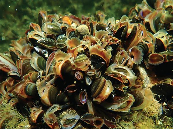 Thumbnail photo for Mussel powers