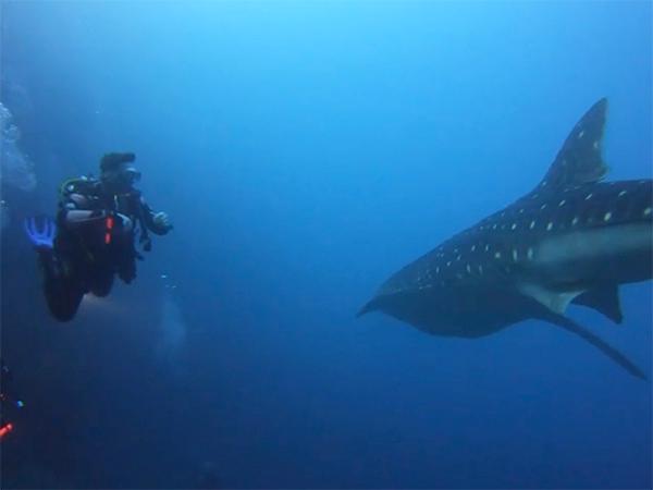 Thumbnail photo for Overseas dive holiday locations to visit in 2024