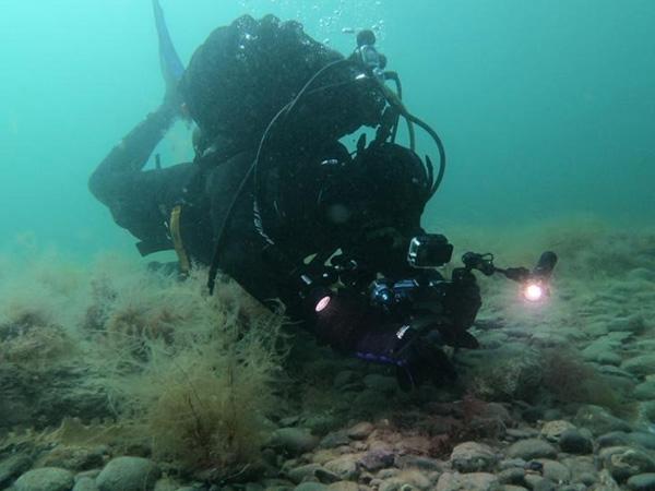 Thumbnail photo for There’s still time to take part in ZSL's native oyster photo competition