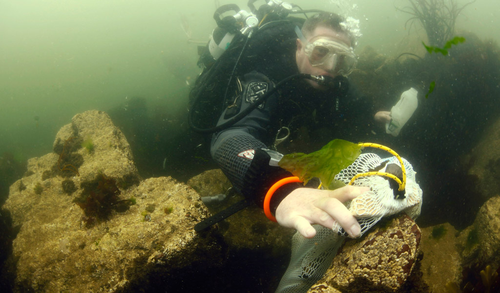 Have your say in proposals to cut red tape for divers retrieving marine litter