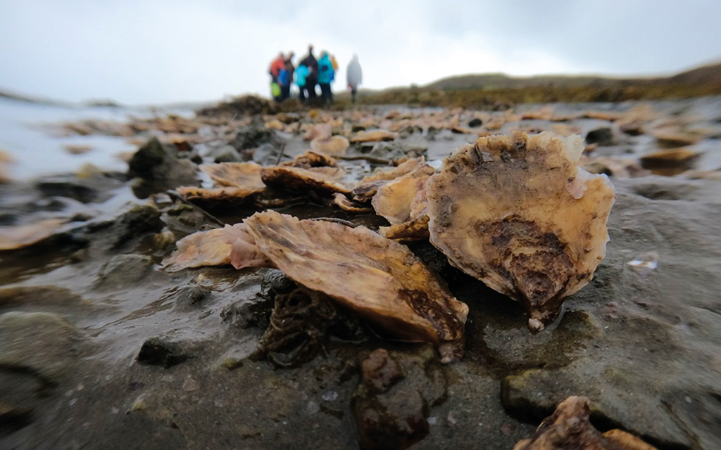 Shell on the beach