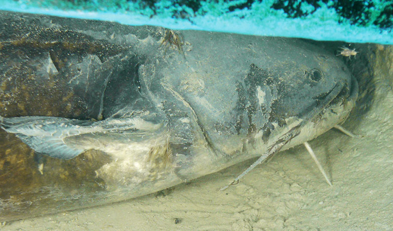 The legendary wels catfish