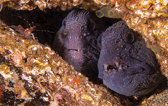Wolffish, St Abbs celebrities