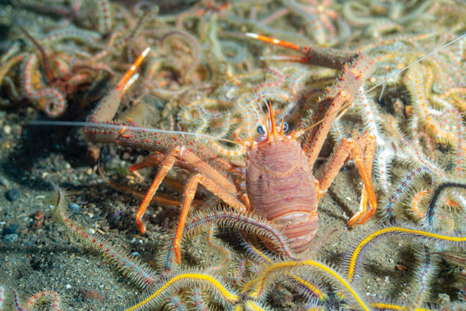 A well camouflaged squat lobster