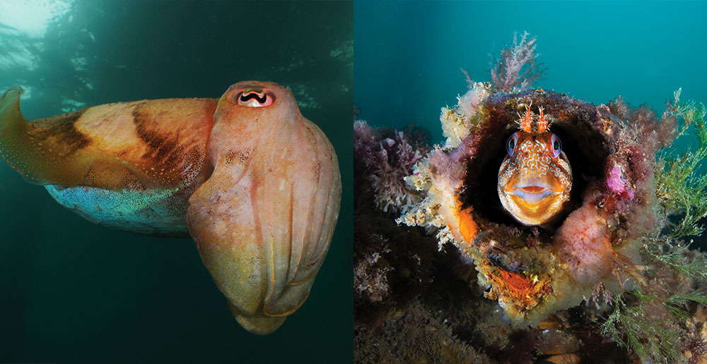 Close ups of a cuttlefish and deep blue waters and a tompot blenny