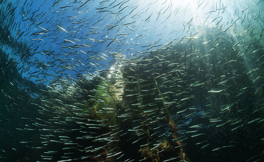 A shoal of smelt swimming by the legs of a pier, sunlight filters through the surface