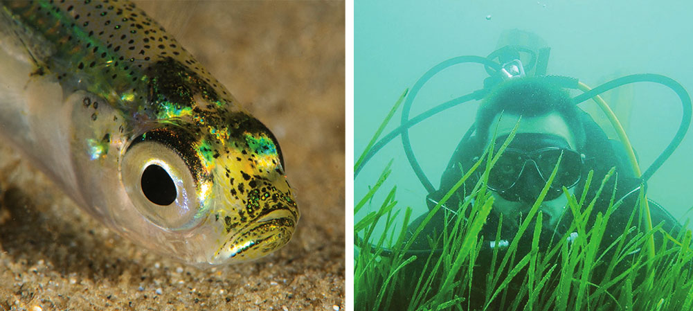 Bigeye sand smelt (left) Sam in the seagrass (right)