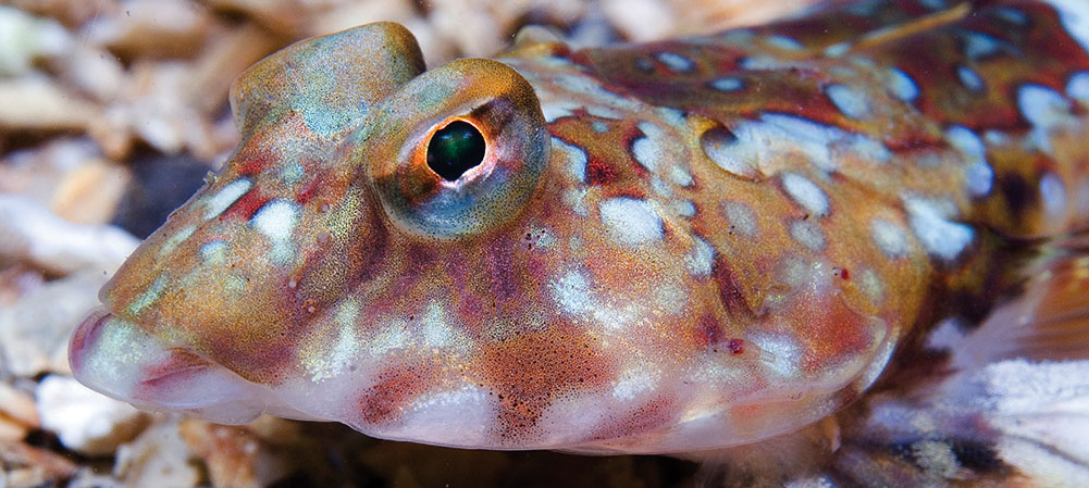 Close up image of the common dragonet