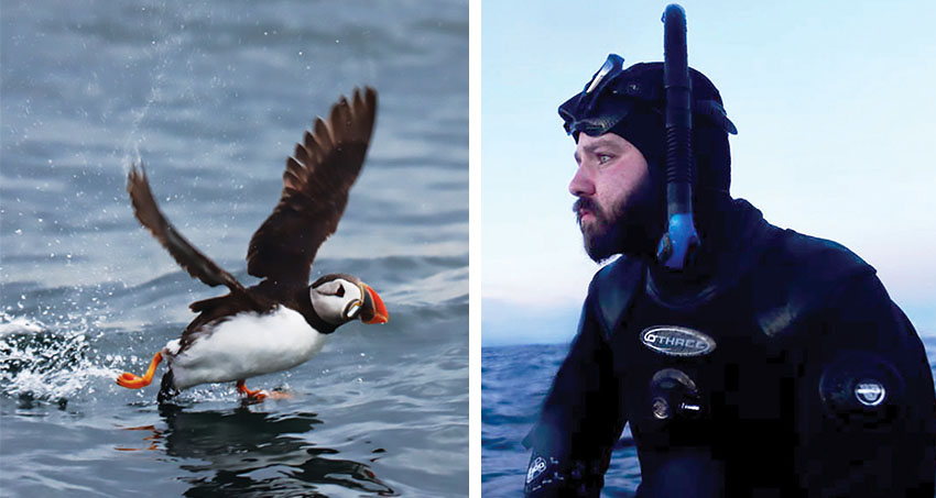 Puffin about to take off (left) The author, Ben Nurse in his wetsuit, ready to plunge (right)
