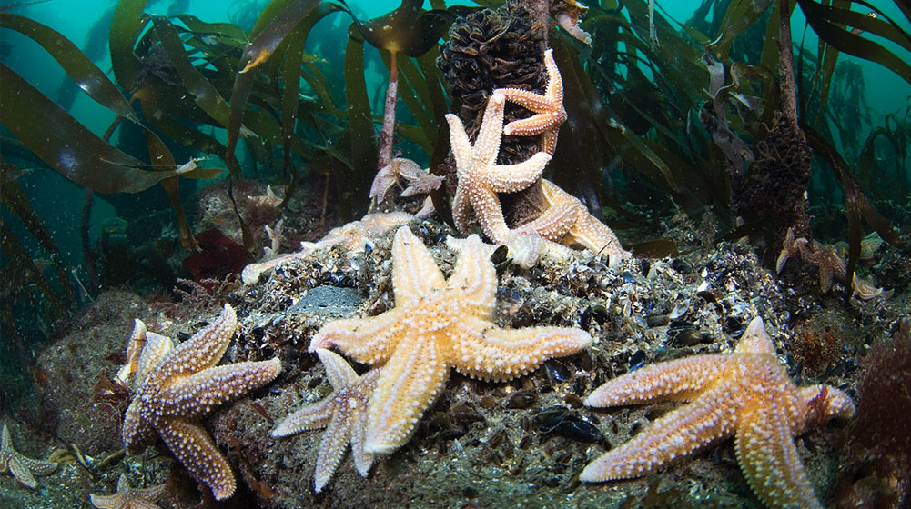 Starfish en-masse, grazing on kelp