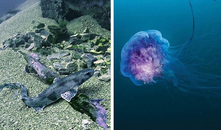 David&rsquo;s photo of a smallspotted cat shark on the Afton site (right) A visit from a blue jelly (left)
