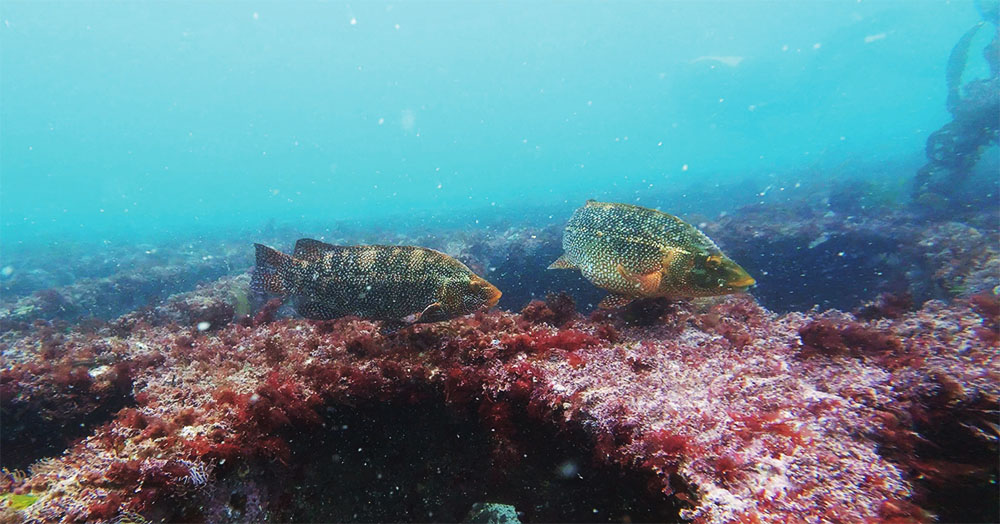 Big ballan wrasse, a Cornish specialty