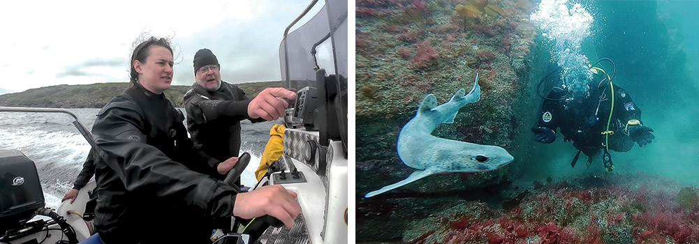 Boat handling practice (left) A small-spotted cat shark prompts a plume of bubbles (right)