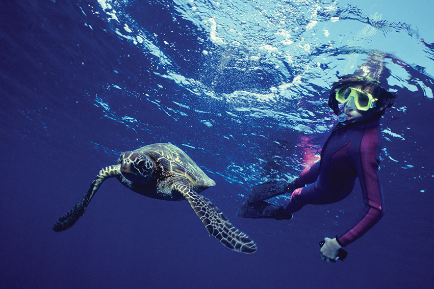 Snorkel observes a sea turtle from close quarters