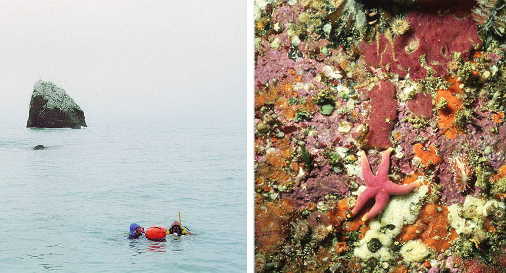 (Left)The lonely outpost that is Rockall (Right) Sponges, anemones and sea squirts dominated the reef