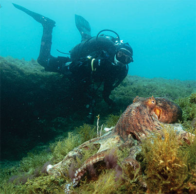 Octopus action on the reef