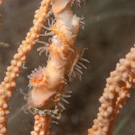 Sea fan anemones