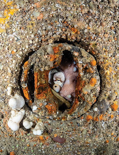 A shy octopus on the wreck of the Scylla