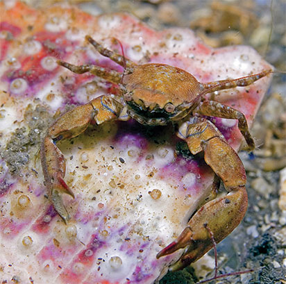 Image of a crab. Caption: Low pH levels make shell creation harder
