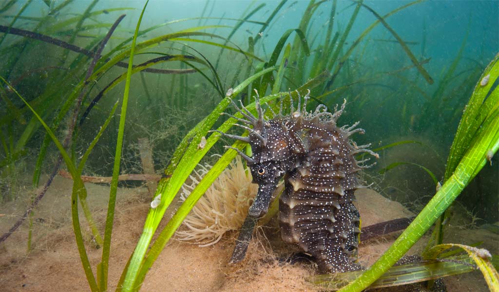 Seahorse Marine conservation zones 